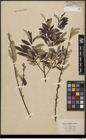 Foto von Salix aurita L. x Salix viminalis L.